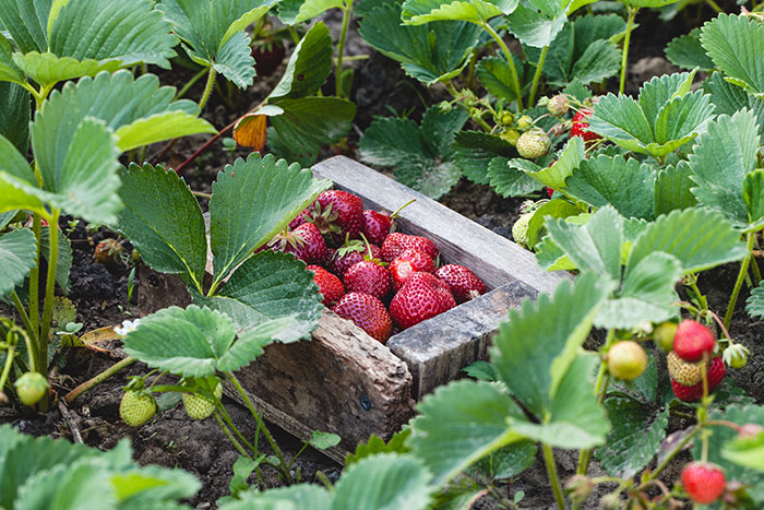 How To Grow Strawberries In Your Backyard - Simple Secrets To Success!