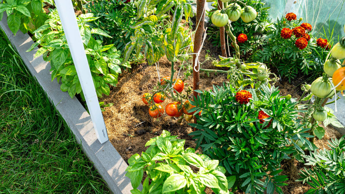 backyard garden in the South Bay of southern California